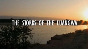 Аисты Луангвы / The Storks of the Luangwa. (2008)