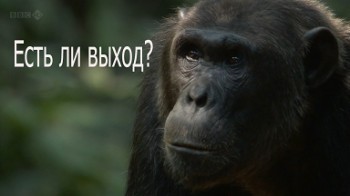 Шимпанзе - есть ли выход? / Chimps of the Lost Gorge (2011)