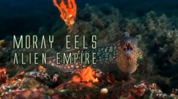 Мурены Чужая империя / Moray Eels. Alien empire (2010)