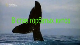 В стае горбатых китов / Humpbacks Giants of the Ocean (2009)