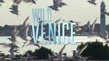 Дикая Венеция / NAT GEO WILD. Wild Venice (2014)