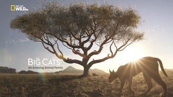 Большие кошки: Удивительная семья 2 серия / Big Cats: An Amazing Animal Family (2015)