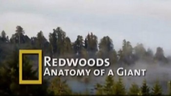 Калифорнийские секвойи: Анатомия гигантов / RedWoods: Anatomy of a Giant (2009)