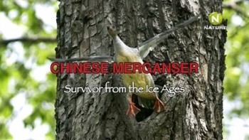 Чешуйчатый крохаль: Последний герой ледникового периода / Chinese Merganser. Survivor from the Iсe Ages (2011)