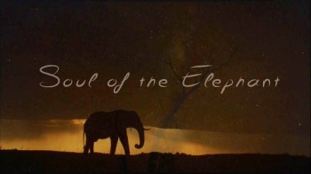 Удивительные слоны: Душа гиганта / Soul of the Elephant (2015) HD