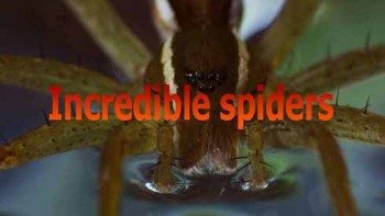 Удивительные пауки / Incredible spiders (2015) Full HD