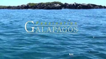 Южная Америка: Уникальные Галапагосские острова / South America: Fascination Galapagos (2012) HD