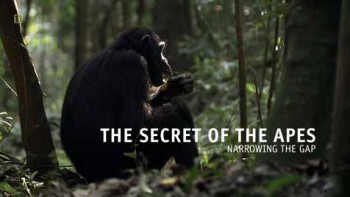 Секреты обезьян. Сокращая разрыв / The Secret of the Apes - Narrowing the GAP (2013)