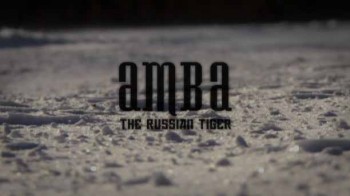 Амба, русский тигр / Аmbа thе Russіаn Tіgеr (2008)