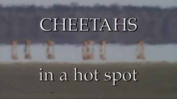 Гепарды под раскаленным солнцем / Cheetahs in a hot spot (2000)