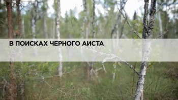 В поисках черного аиста / In search of the black stork (2013)