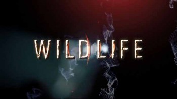 Дикая природа. Семейные узы: Западная равнинная горилла / Wild Life. Family Ties: Western Lowland Gorilla (2012)