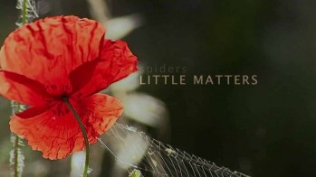 Маленькие но значительные: Пауки / Little Matters: Spiders (2014)