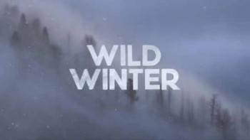 Зимний Сезон / Wild Winter (2016) HD