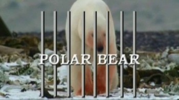 Алькатрас для белых медведей / Polar Bear Alcatraz (2005)