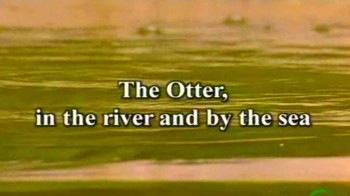 Выдра. На реке и в море / The Otter, in the River and by the Sea (2006)