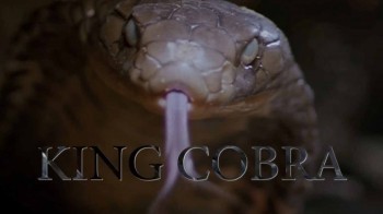 Королевская кобра / King Cobra (1997)