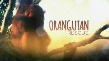 Как спасти орангутана / Orangutan Rescue (2014)