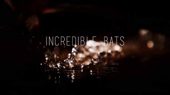 Удивительные летучие мыши / Incredible Bats (2016)