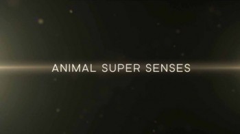 Сверхчувства животных 3 серия. Обоняние / Animal Super Senses (2014)