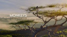 Обезьяны. Удивительное семейство животных 3 серия. Америка / Monkeys. An Amazing Animal Family (2016)