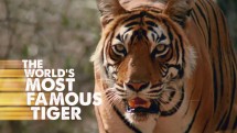 Самый знаменитый в мире тигр / The world's most famous tiger (2017)