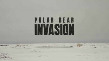 Нашествие полярных медведей / Polar bear invasion (2016)