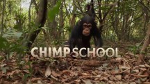 Школа для шимпанзе / Chimpschool (2017)