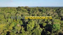 Возвращение паукообразных обезьян / Return of the spidermonkeys (2016)