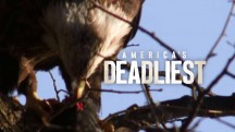 Самые опасные животные Америки / America's deadliest (2016)