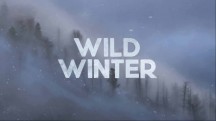 Дикая зима / Wild winter (2016)