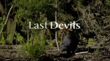 Последние дьяволы / Last Devils (2016)