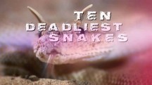 Десять смертельно опасных змей 1 серия. Аравия / Ten deadliest snakes (2016)