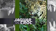 Ягуары против крокодилов / Jaguar vs. Croc (2017)