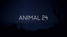 Животные 24 часа / Animal 24 (2017)