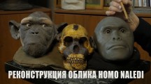 Реконструкция облика Homo naledi (2018)