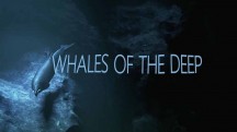 Глубоководные киты / Whales of the deep (2017)