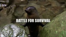 Морские котики: битва за выживание / Fur Seals. Battle for Suvival (2014)