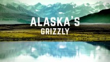 Гризли Аляски бросают вызов. Засада на лося / Alaska's Grizzly Gauntlet (2018)