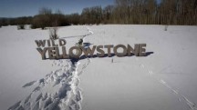 Дикий Йеллоустоун: Огонь и лед / Wild Yellowstone (2018)