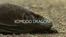 Драконы Комодо / Komodo Drago (2017)