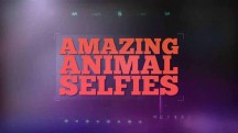 Удивительные селфи животных / Amazing Animal Selfies (2015)