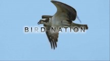 Птичья популяция / Bird Nation (2018)