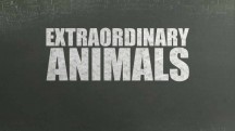 Необыкновенные животные 1 серия. Чудо-голубь / Extraordinary Animals (2008)