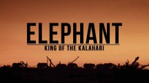 Слон: Король Калахари / Elephant. King of the Kalahari (2016)