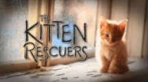 Спасители котят 7 серия / The Kitten Rescuers (2017)