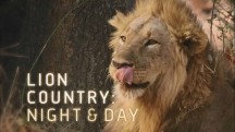 Львиная страна: ночь и день 1 серия / Lion Country: Night and Day (2017)