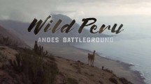 Дикая природа Перу: арена боев Анды 1 серия. Дикое побережье Перу / Wild Peru: Andes Battleground (2018)