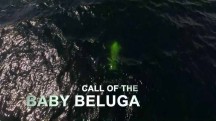 Зов малыша белухи / Call of the Baby Beluga (2016)