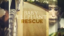 Спасение слонёнка / Baby Elephant Rescue (2018)